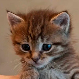 BINKY