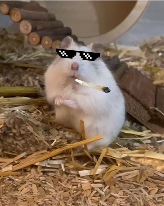 HAMMY