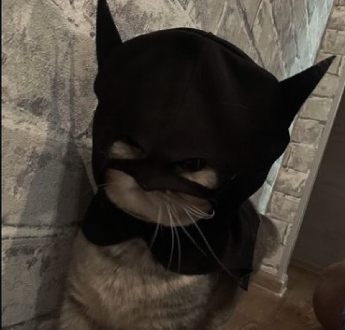 CATMAN