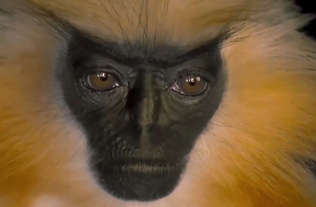 Langur