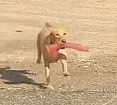 dildog