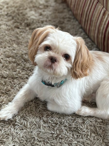 cooper