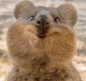 QUOKKA