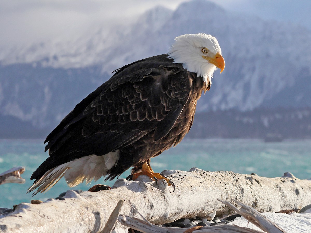 EAGLE