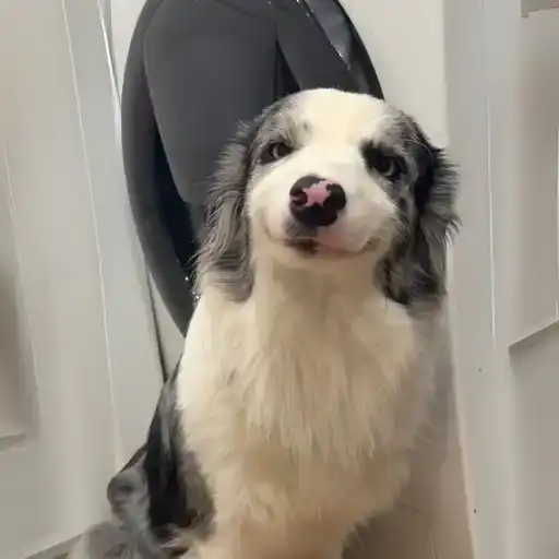 VANILLA