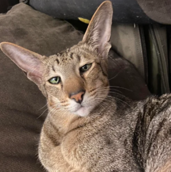 Marvin