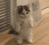 michi