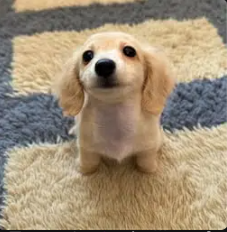 Winston