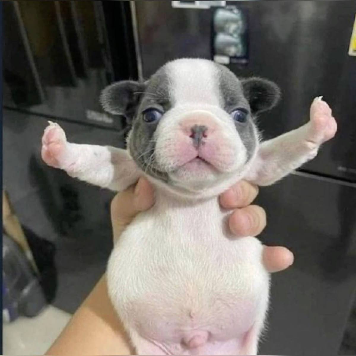 PIBBLE