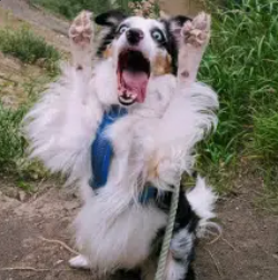 MILO