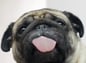 Pug