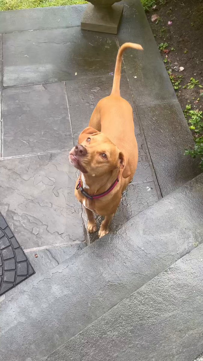 Zumi