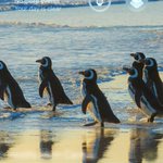 WINPENGUIN