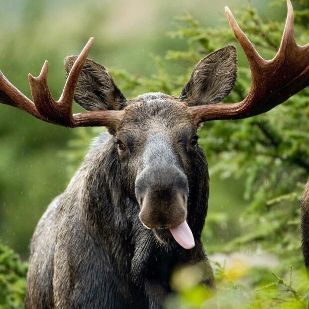 MOOSE