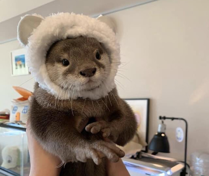 Otter