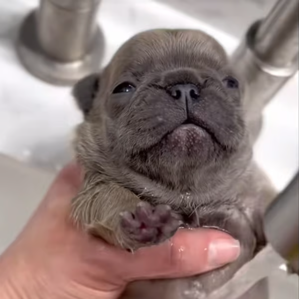 Pibble