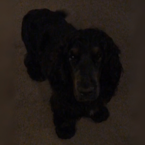 holly