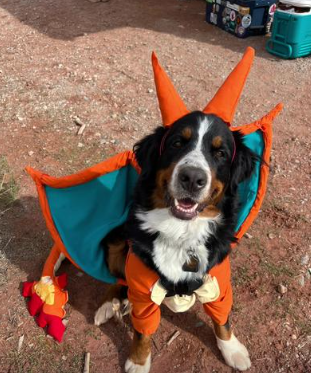 ZARDOG