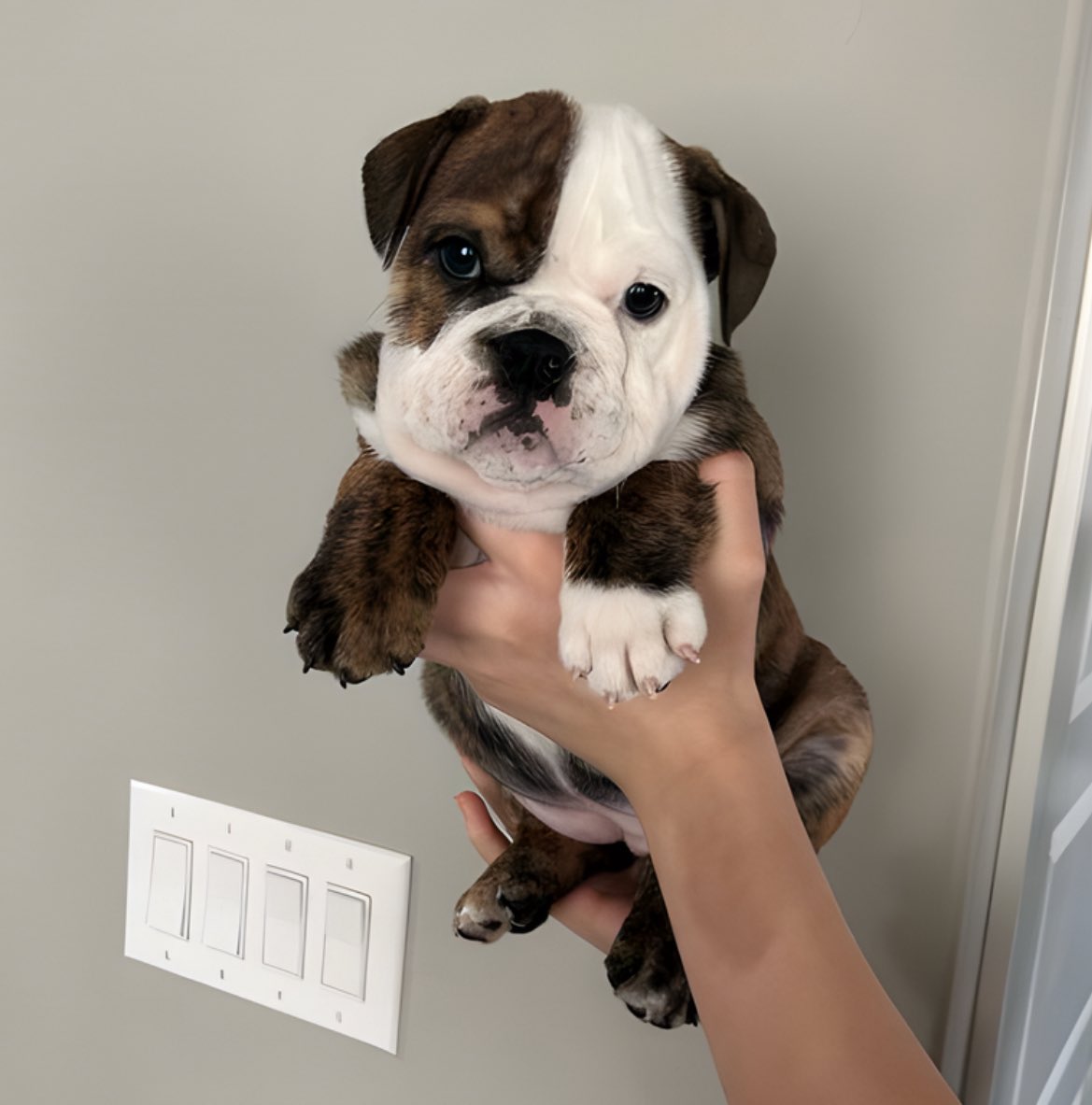 bully