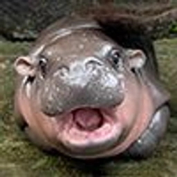 MOODENG