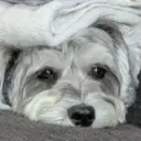 sDOG