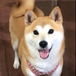 INU