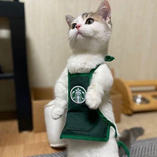 $starbs