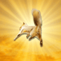 flynut