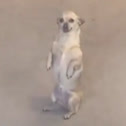 Gracie