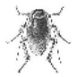 COCKROACH
