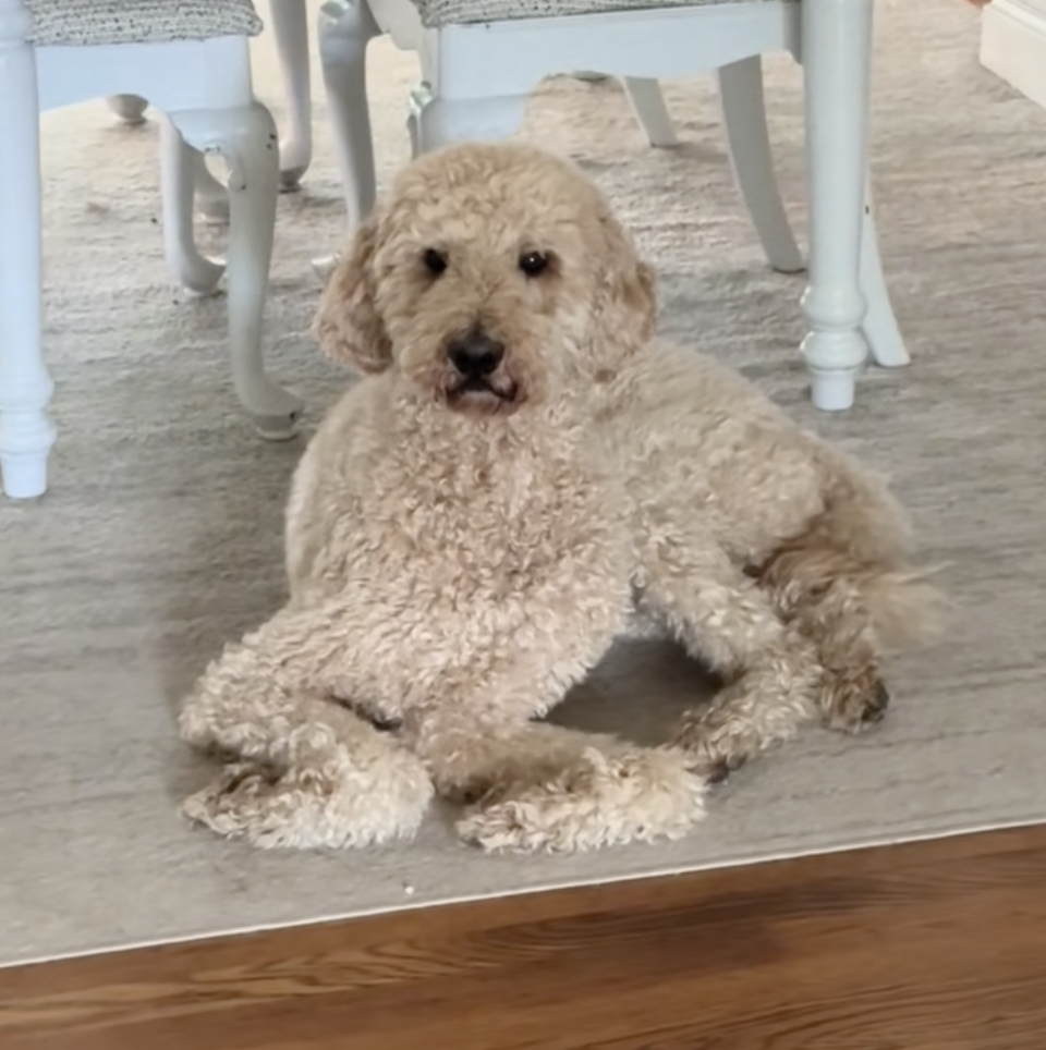 HANK