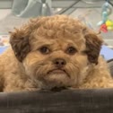 Lil Max
