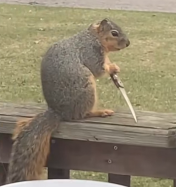 nuts