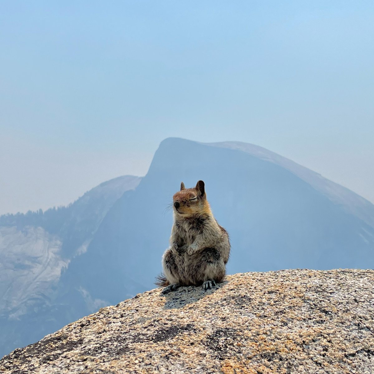 CHIPMONK