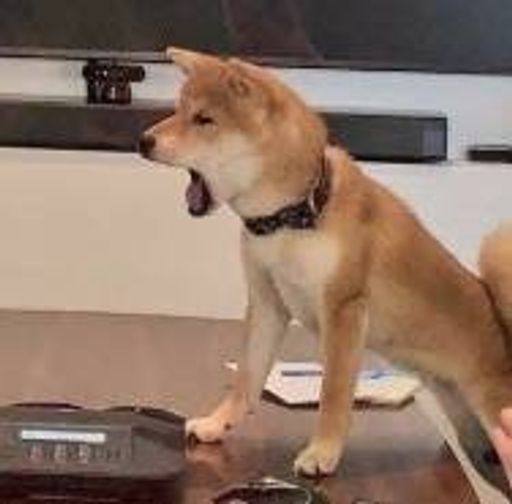 POPDOGE