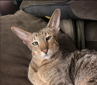 Marvin