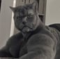 alexander