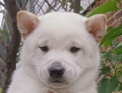 Toshi