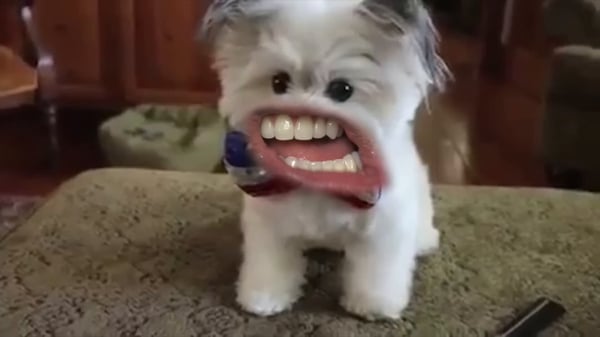 WOOF