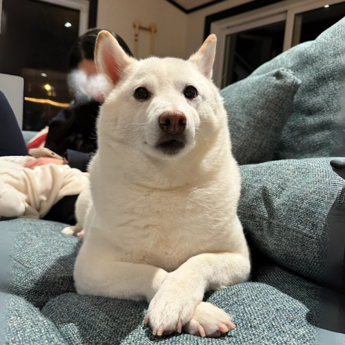 Maodou