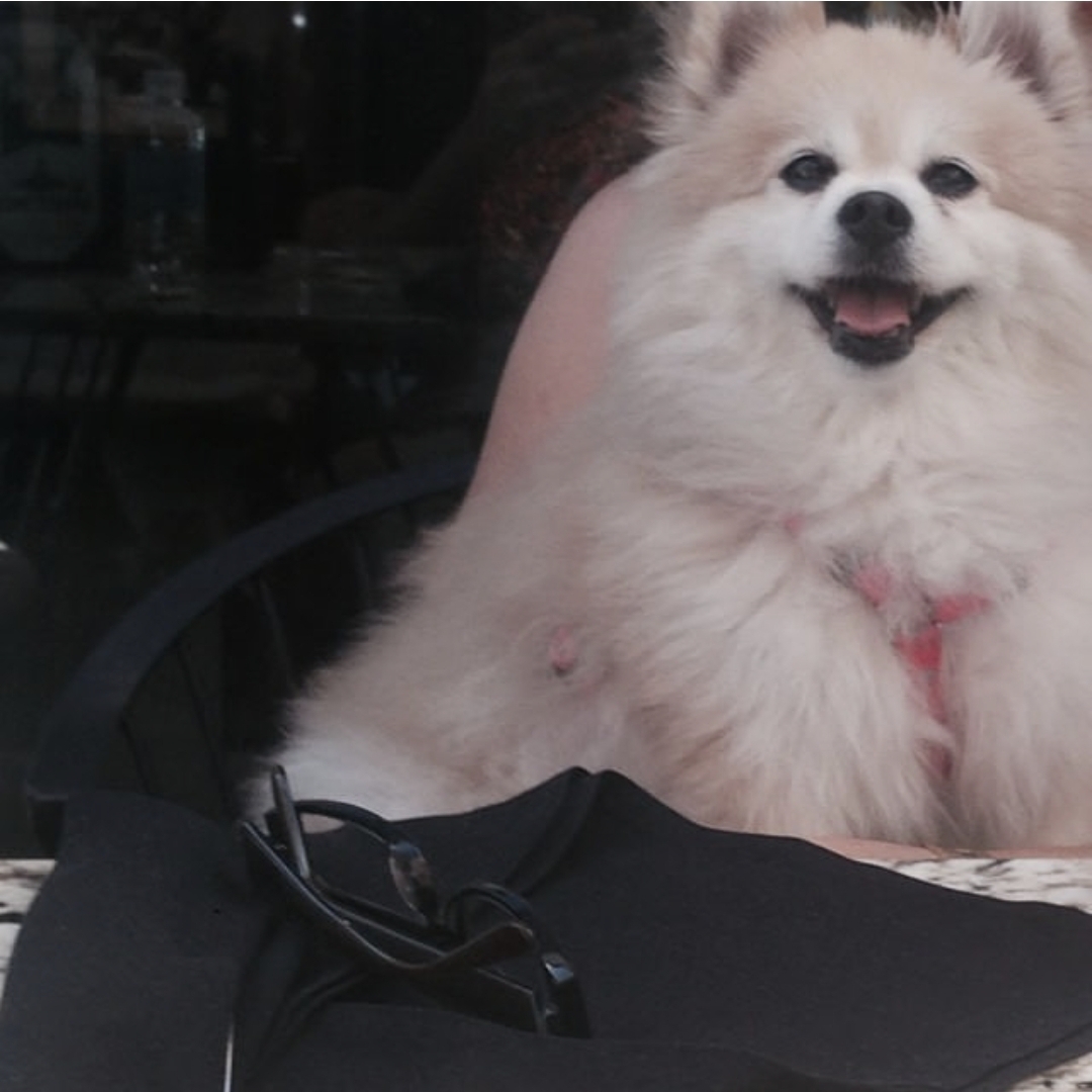 PETUNIA