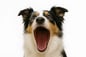 POPDOG