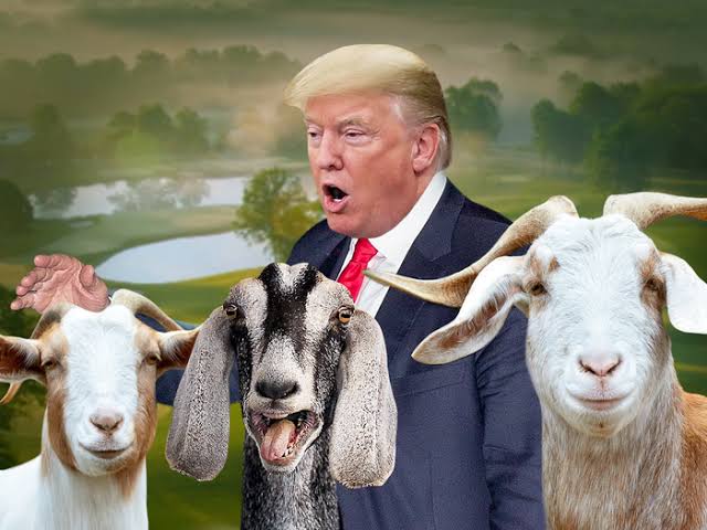 $GOATRUMP