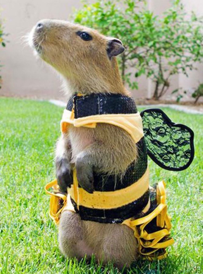 capBEEbara