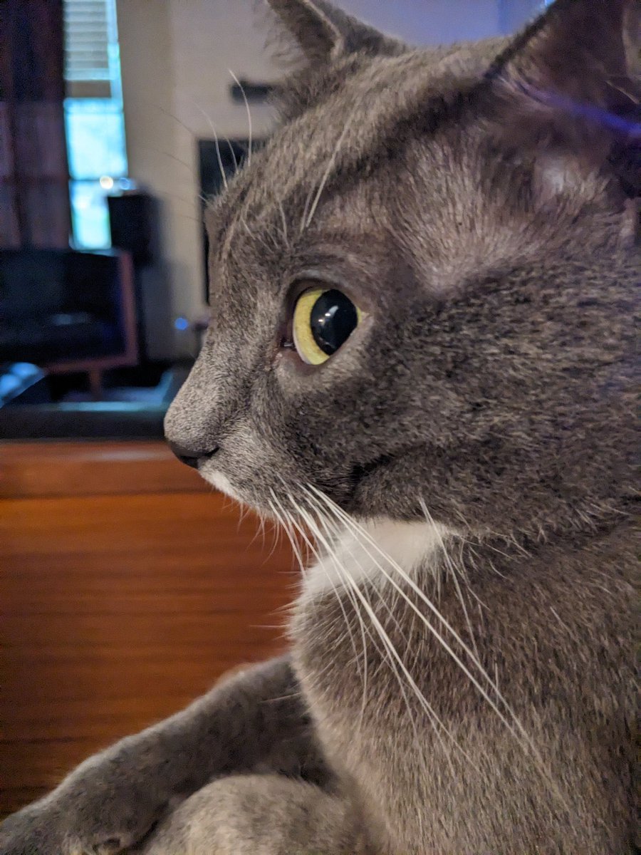 Scout