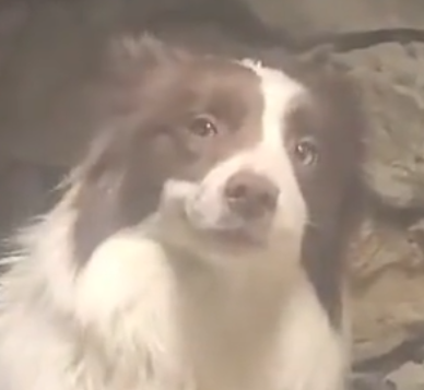 Ragedog