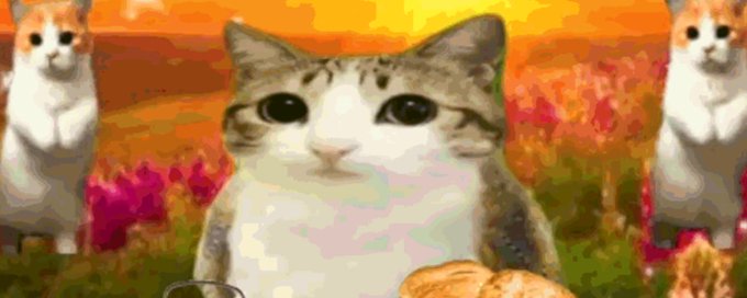 Silly Cat