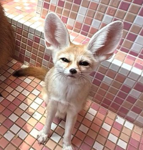 Shifu