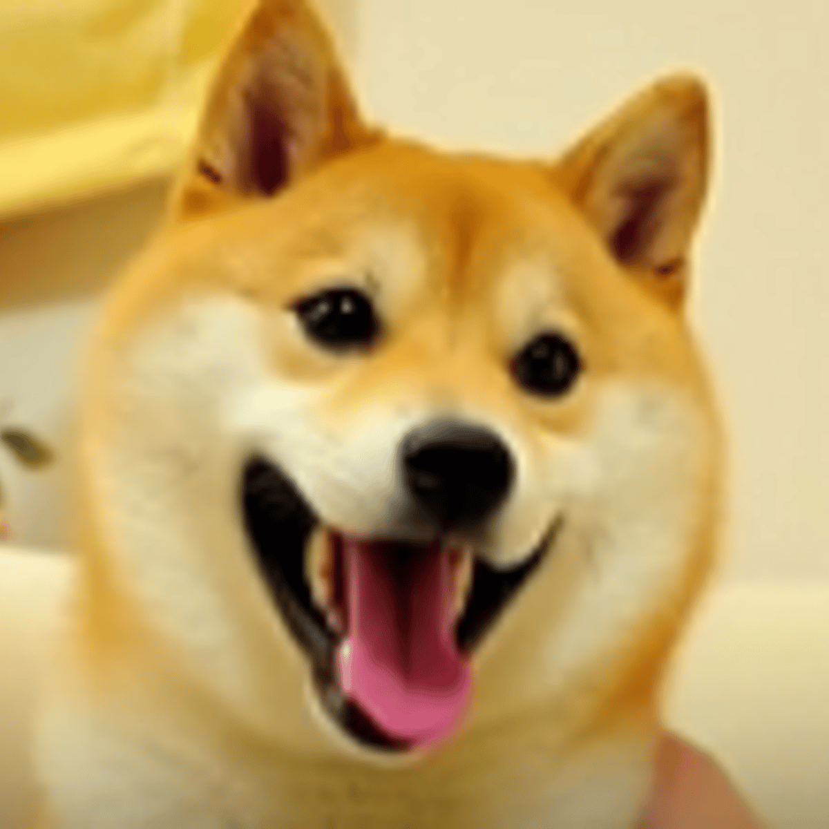 popdoge