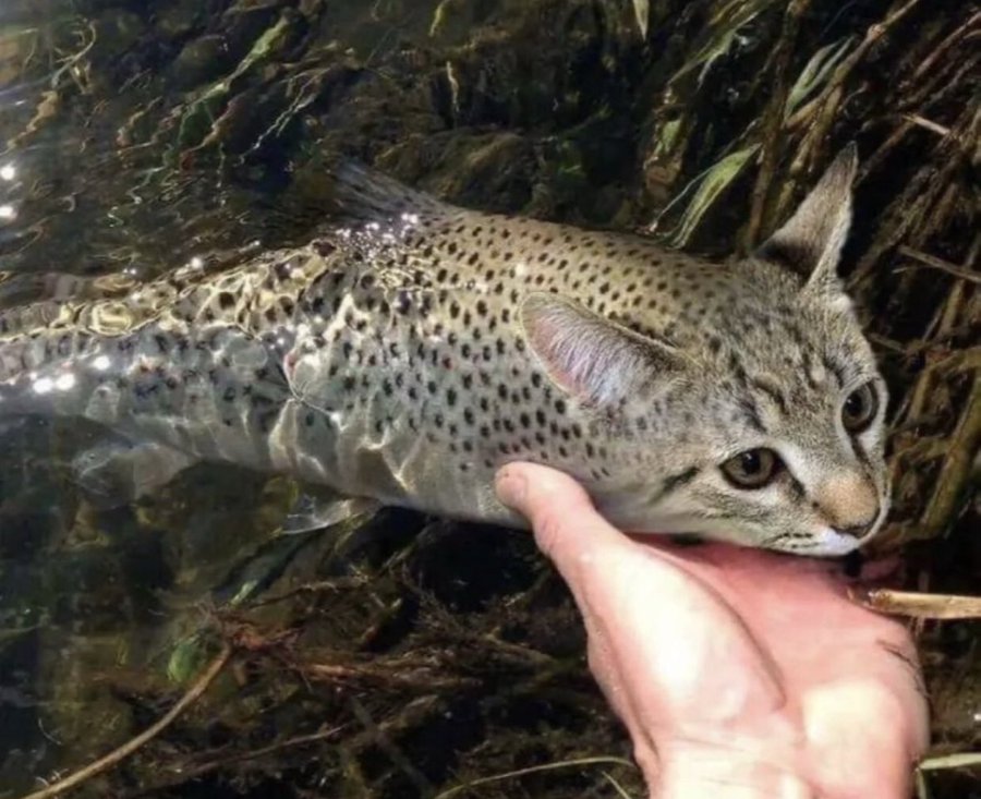 CATFISH